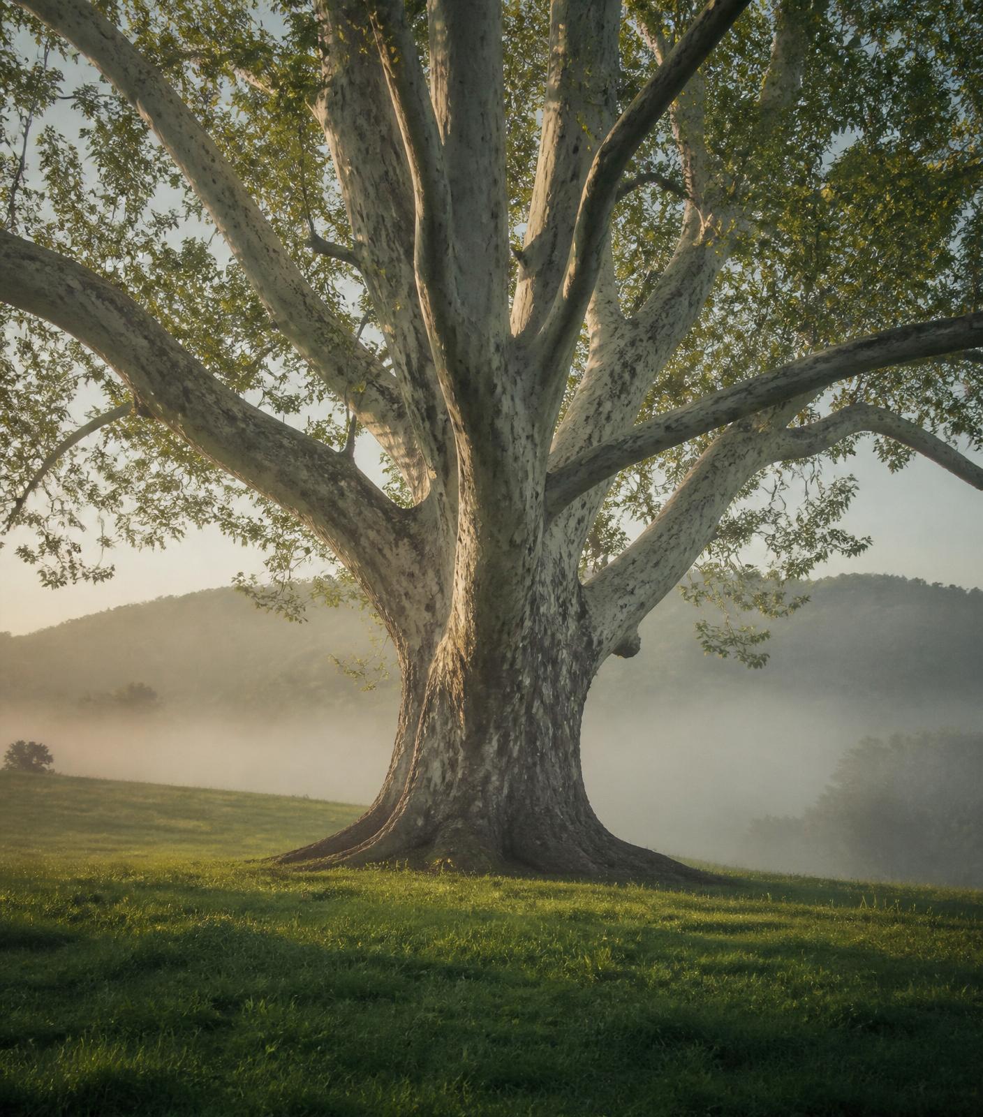 A large old sycamore tree standing alone in a misty pasture at morning